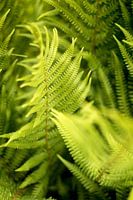 Botanisches Design, grüne Farne, Kunst Natur Foto