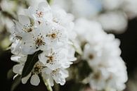 Nahaufnahme weiße Blüte | Ede, Niederlande von Trix Leeflang Miniaturansicht