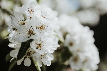 Gros plan sur une fleur blanche | Ede, Pays-Bas sur Trix Leeflang