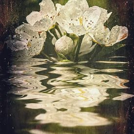 After the rain – pear blossom by Christine Nöhmeier