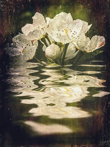 Nach dem Regen - Birnenblüte von Christine Nöhmeier