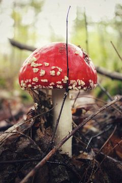 Herbst in den Niederlanden