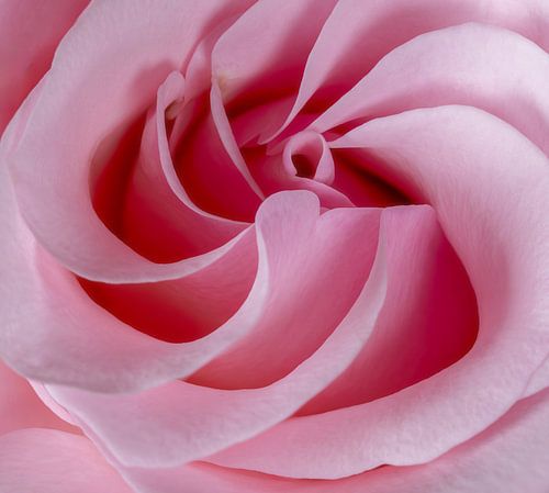 Abstracte macro van een roze rozenbloesem