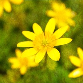 Lesser celandine 1 picturesque by Jaap Tanis
