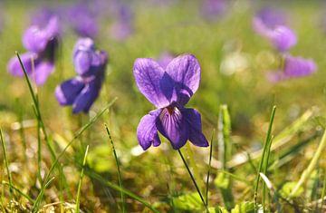 Zeer Peri Violets van Markus Jerko