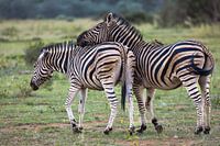 Zebra-Freundschaft in der afrikanischen Savanne