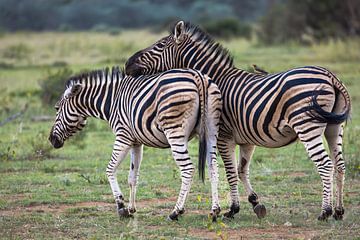 Zebra Vriendschap in de Afrikaanse savanne