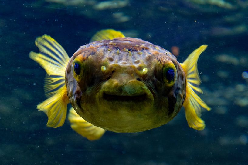 Happy fish! by Nander Speerstra