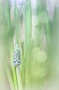 Gracious Grape Hyacinth van Bob Daalder thumbnail