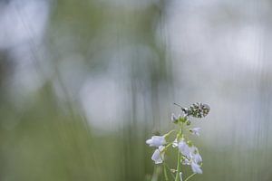 Oranjetipje op een pinksterbloem. van Larissa Rand