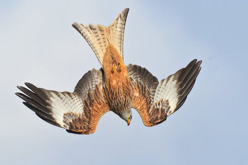 Rode Wouw in duikvlucht in Engeland