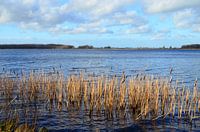 Riet in water