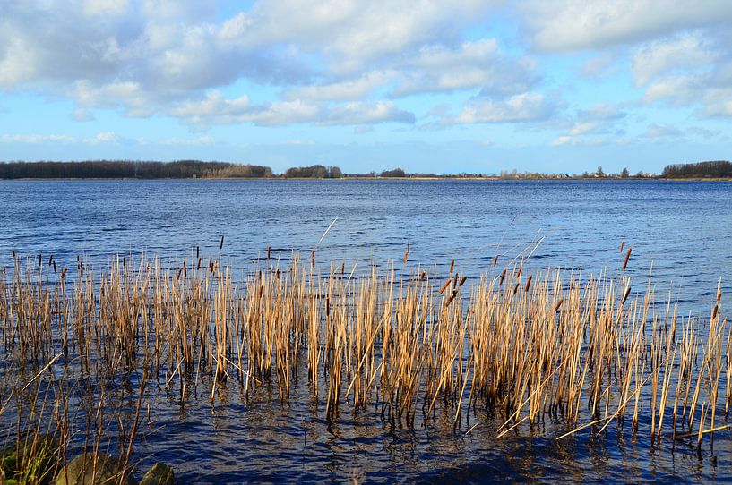 Riet in water by Martijn Alexander