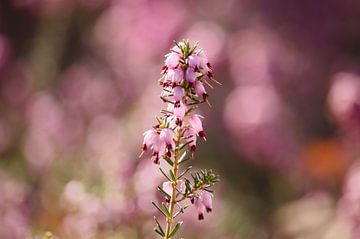 Pink flowering heather - 2 by Steven Marinus