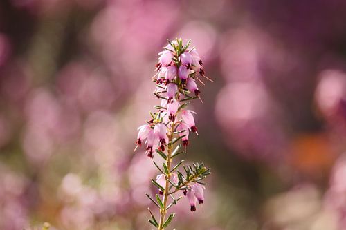 Pink flowering heather - 2