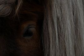 HAFLINGER 1 by Miroslav Ptacek