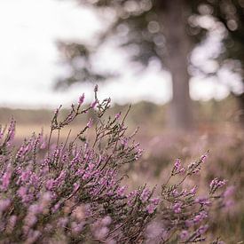 Blühendes violettes Heidekraut in den Niederlanden von Lynn Haverhals