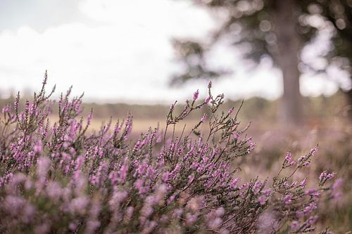 Paarse heide in bloei in Nederland