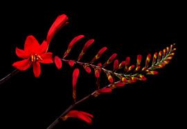 "Sierlijkheid" - Rode Lobelia op zwarte achtergrond van Rob van der Post