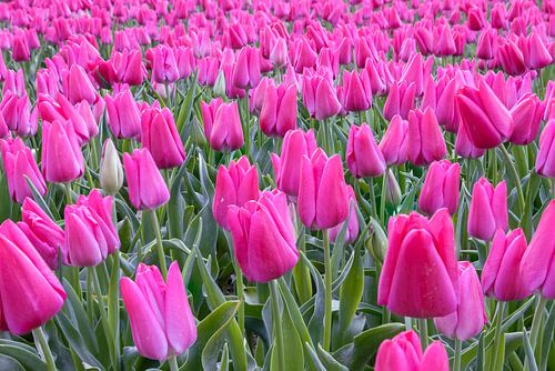 Lila Tulpenfeld von Sander Groenendijk