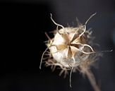 Papaver zaad van Foto Studio Labie thumbnail