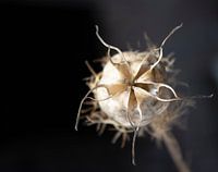 Papaver zaad