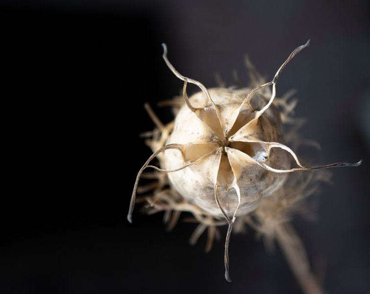 Papaver zaad van Foto Studio Labie