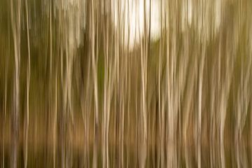 Birch forest by Eric van Schaijk