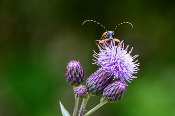 Gevlekte boktor | Insect kijkt over bloem van Flatfield
