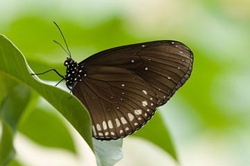 Euploea Core van Ronald Wilfred Jansen