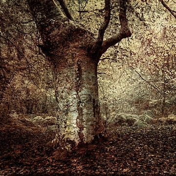 Wald in Asturien Spanien . von Saskia Dingemans Awarded Photographer