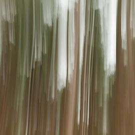 Dutch woods von Arjan Benders