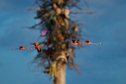 Caribbean flamingos in flight (part 2)