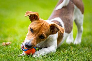 Spelende Jack Russell terriër van Lynxs Photography