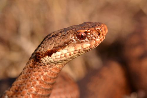 Addervrouw (Vipera berus)