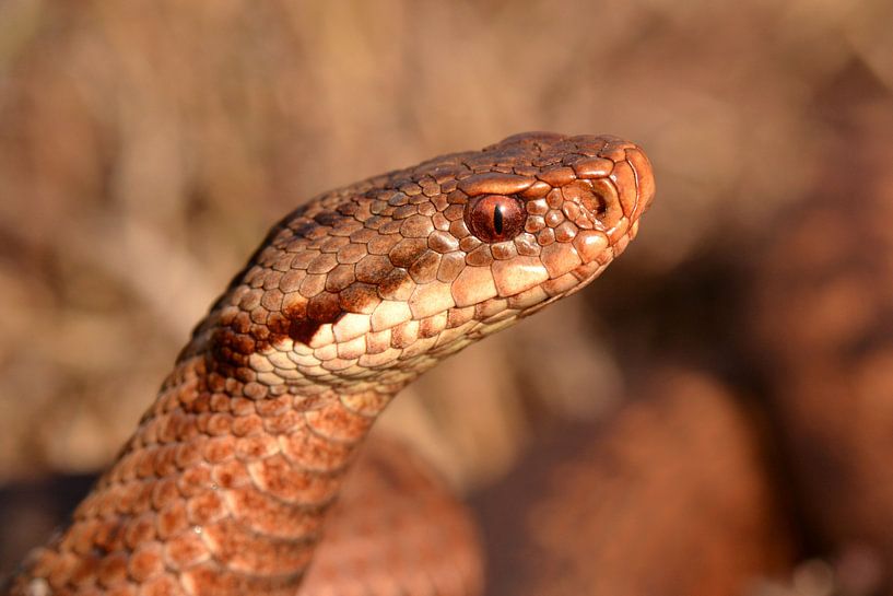 Addervrouw (Vipera berus) von Frank Heinen