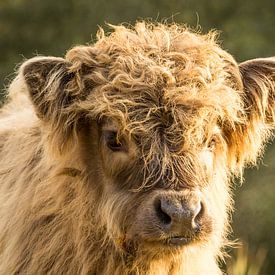 Scottish Highlander Calf by Petra Kroon