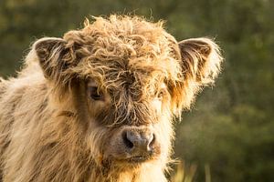 Schottisches Highlander-Kalb von Petra Kroon