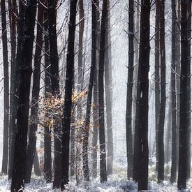 Hoge bomen vangen.. in een beneeuwd bos van Sara in t Veld Fotografie