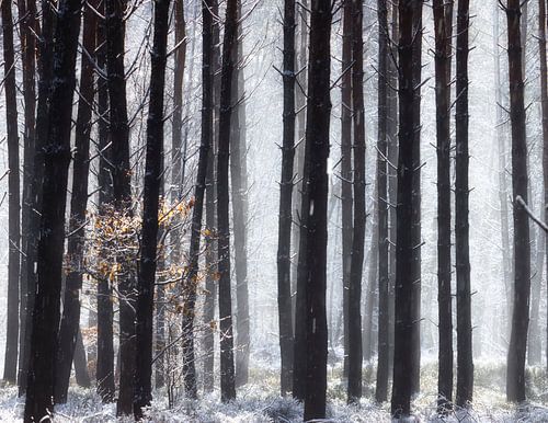 Hoge bomen vangen.. in een beneeuwd bos