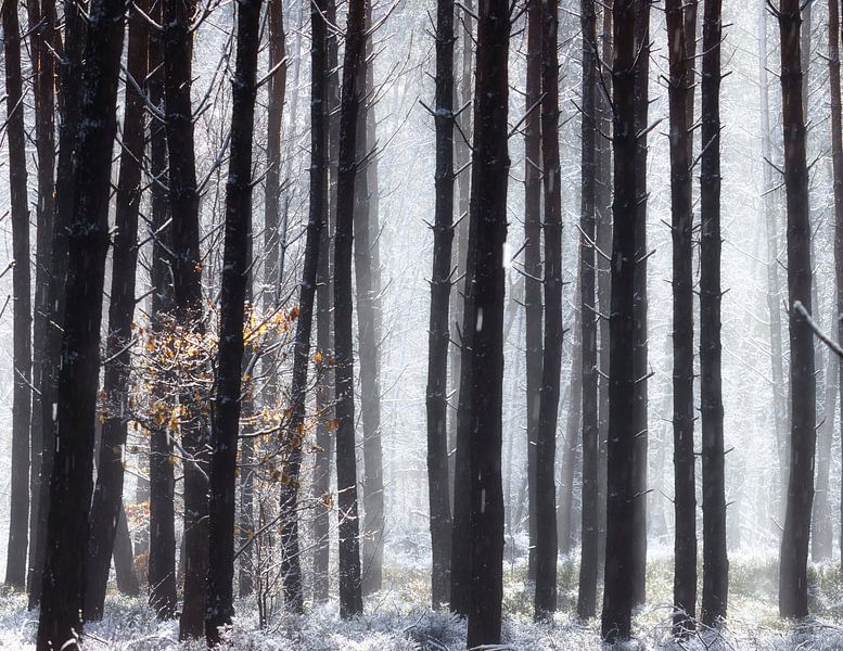 Hohe Bäume fangen... in einem verwilderten Wald von Saranda in 't Veld Fotografie