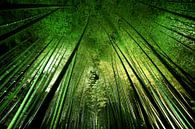Bamboo nuit, Takeshi Marumoto par 1x Aperçu