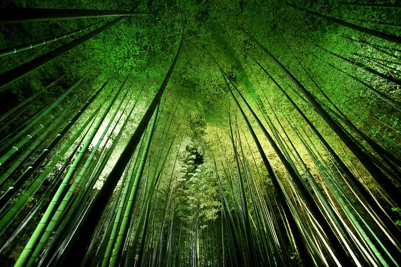 Bamboo night, Takeshi Marumoto by 1x