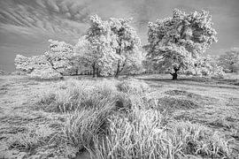Hoarfrost trees in wintry landscape
