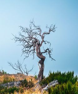 "Ein stummer Zeuge der Vergänglichkeit". von Joost Lagerweij