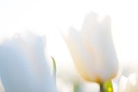 Tulpen aus dem Norden, Garsthuizen