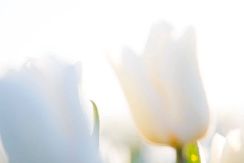 Tulipes du Nord, Garsthuizen par Ronnie Schuringa