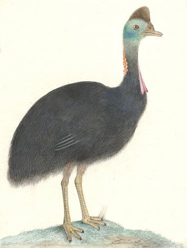 Kasuaris van Isaac van Haastert, 1826