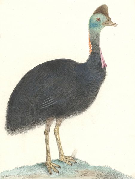 Kasuaris von Isaac van Haastert, 1826 von Gave Meesters