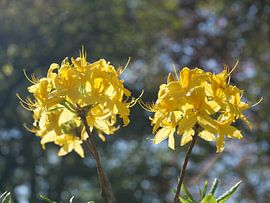 Azalea von Laura Pickert